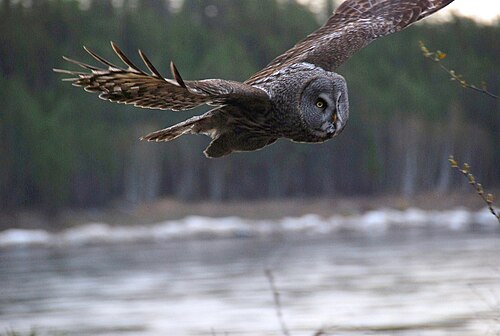 Strix nebulosa lapponica, južna Jakutska, Rusija