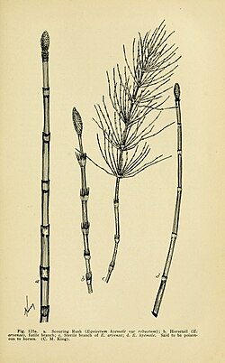 Equisetum hyemale, ilustracija