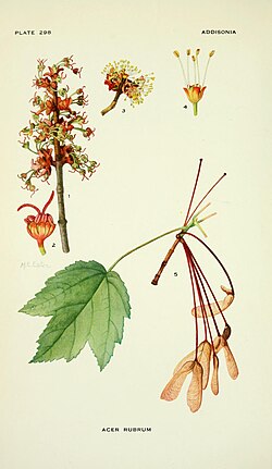 A. rubrum