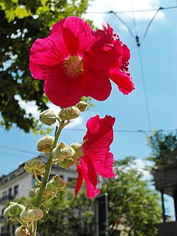 Alcea rosea