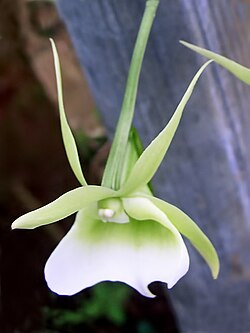 Angraecum eichlerianum