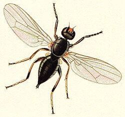 Piophila casei iz reda Diptera