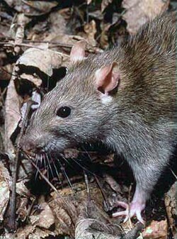 Smeđi štakor (Rattus norvegicus)