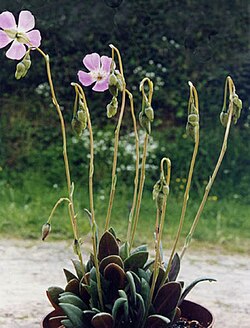 Cistanthe grandiflora (sin. Calandrinia grandiflora)
