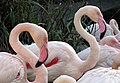 Phoenicopterus roseus (Bristolski zoo)