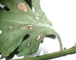 Puccinia horiana na listu