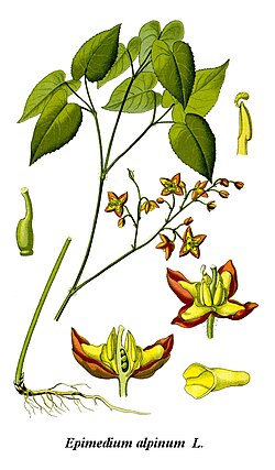 Epimedium alpinum