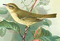 Phylloscopus trochiloides