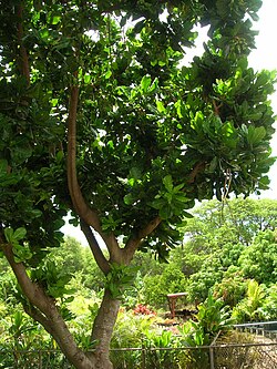 Barringtonia asiatica