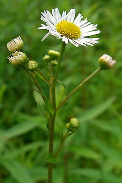 Jednogodišnja krasolika