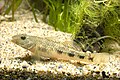 Rhinogobius giurinus