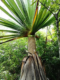 Pandanus heterocarpus