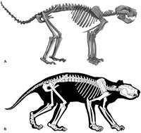 Thylacoleo carnifex