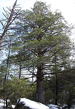 Cupressus arizonica, planine Chiricahua Mts., SE Arizona