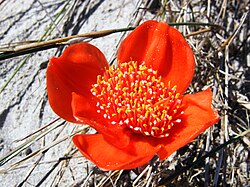 Haemanthus pubescens