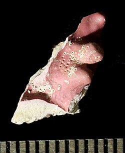 Lithothamnion glaciale