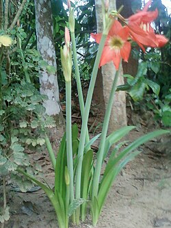 Amaryllis