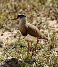 Vanellus coronatus