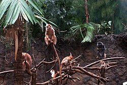 Javanski languri (Trachypithecus auratus)