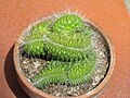 Mammillaria spinosissima cv. un pico - crestata