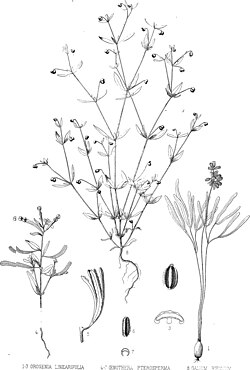 Chylismiella pterosperma, ilustracija