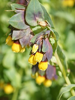 Cerinthe major