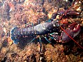 Homarus gammarus