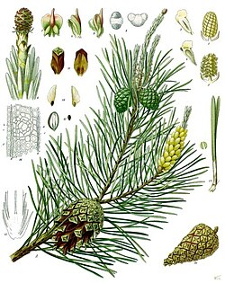 Obični bor Pinus sylvestris, ilustracija