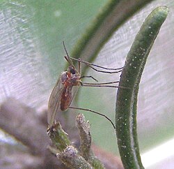 Asphondylia rosmarini