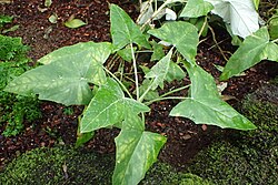 Onoseris weberbaueri