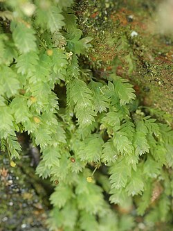 Schistostega pennata