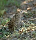 slika 4. Coturnix ypsilophora (ženka)