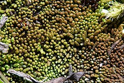 Gymnomitrion concinnatum