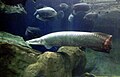 arapaima gigas