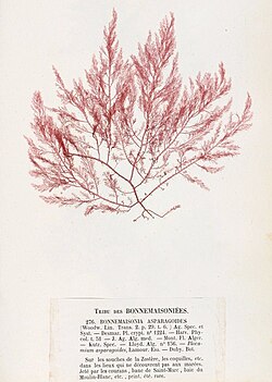 Bonnemaisonia asparagoides