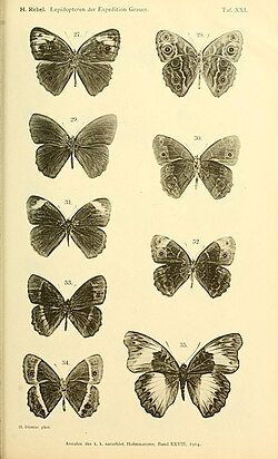 Mužjak Bicyclus alboplaga je na slikama 27 (gornja strana) i 28 (donja)