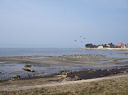 Svašta ispliva za oseke.