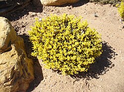 Crassula grisea