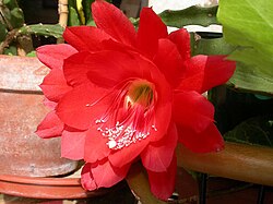 Disocactus ackermannii var. conzattianus