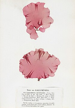 Kallymenia reniformis