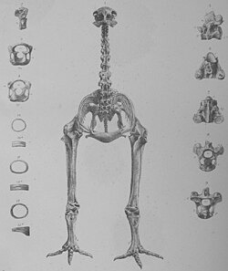 Anomalopteryx didiformus kostur
