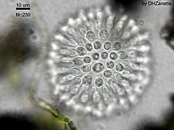 Sphaeroeca, kolonija choanoflagellata (oko230 jedinki)