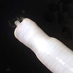 Moniliformis moniliformis