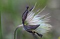 Pulsatilla pratensis (subsp. nigricans)