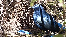 Ptilonorhynchus violaceus, Lamington National Park. QLD