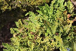 Woodsia kitadakensis