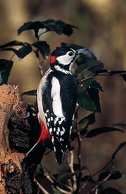 Veliki djetlić (Dendrocopos major)