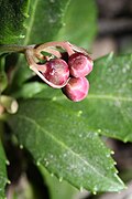 Chimaphila umbellata, Wenatchee Mountains