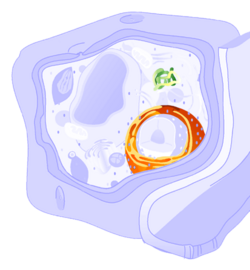 Endoplazmatska mrežica