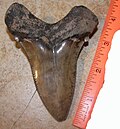 Carcharodon angustidens